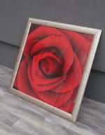 Obraz  -  červená  ruža – Obrázok 2
