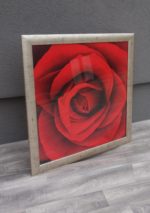 Obraz  -  červená  ruža