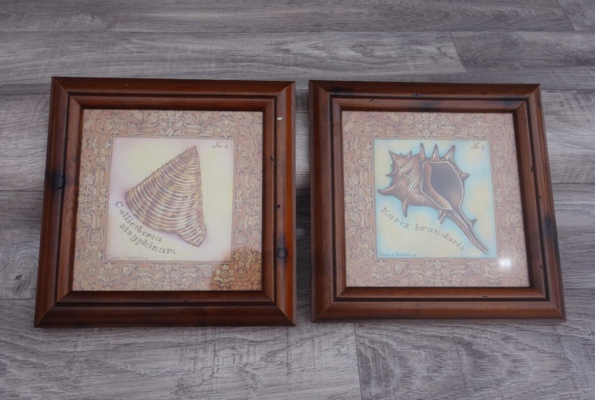 Set    obrazov   -   mušle – Obrázok 3